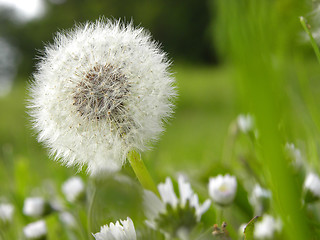 Image showing Pusteblume (lat: Taraxacum)