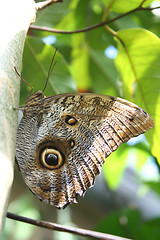 Image showing Owl butterfly