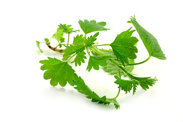 Image showing nettle