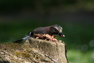 Image showing Jay, Garrulus Glandarius