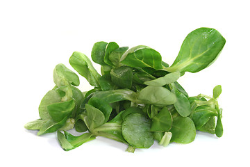 Image showing field salad