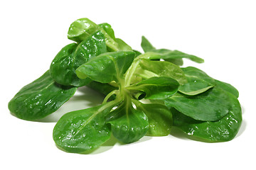 Image showing field salad