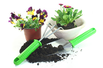 Image showing Gardening with spring flowers