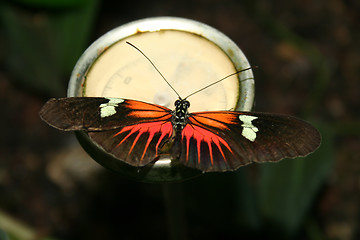 Image showing Passion flower butterflies