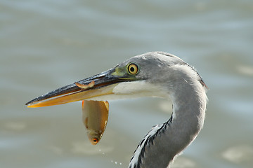 Image showing Grey heron with a fish