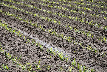 Image showing corn field