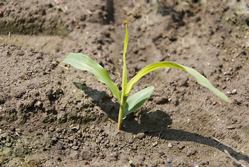 Image showing corn plant