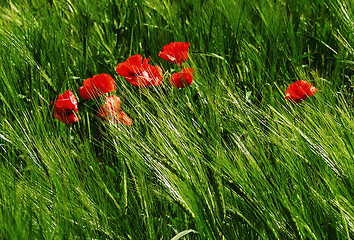 Image showing Poppy field