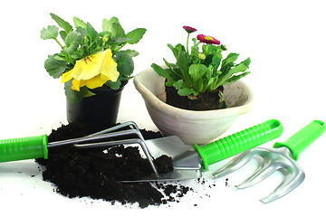 Image showing Gardening with spring flowers