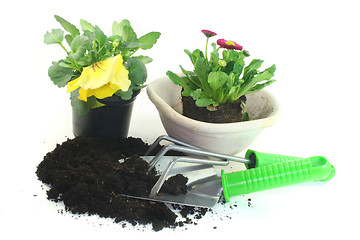 Image showing Gardening with spring flowers