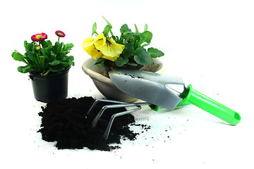 Image showing Gardening with spring flowers