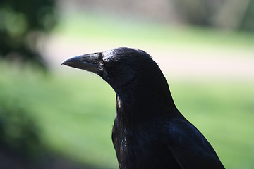 Image showing Crow portrait, Corvus corone