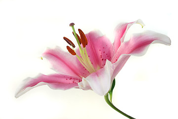 Image showing Lily