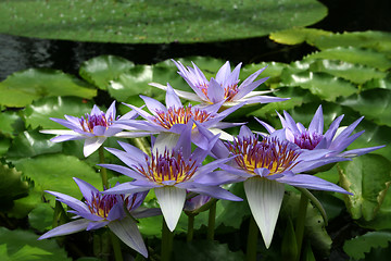 Image showing Water Lily - Nymphaea caerulea