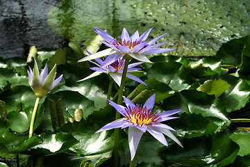 Image showing Water Lily - Nymphaea caerulea