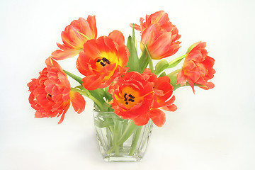 Image showing Bunch of tulips