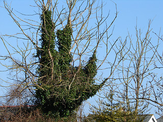 Image showing handbush