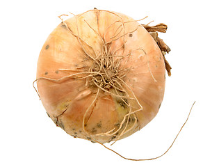 Image showing Single full orange onion