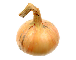 Image showing Single full orange onion