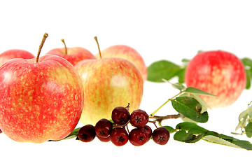 Image showing Still-life with red-yellow apples and ashberry on white backgrou