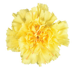 Image showing Single yellow flower