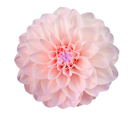 Image showing Single pink flower