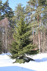 Image showing Beautiful fir