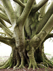 Image showing Giant Beech Tree