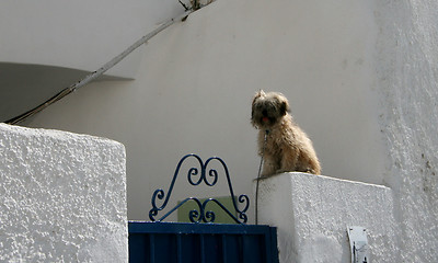 Image showing Watchdog in Oia Square
