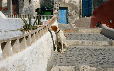 Image showing Curious dog in Oia
