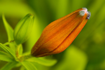 Image showing Orange lily bud
