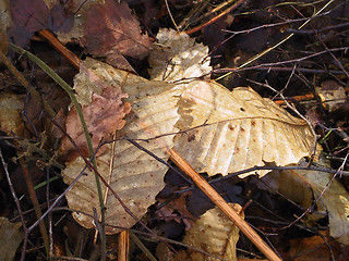 Image showing Autum Leaves