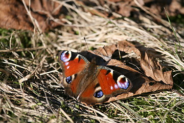 Image showing BUTTERFLY