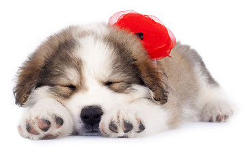 Image showing sleepy puppy