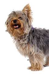 Image showing curious yorkshire terrier