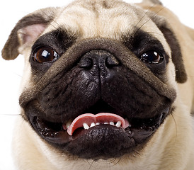 Image showing pug's face 