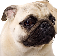 Image showing fawn colored Pug 