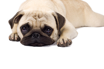 Image showing Lonely looking Pug