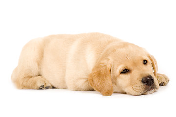 Image showing cute labrador dog sleeping