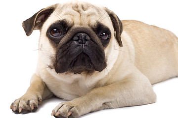 Image showing sad looking pug dog