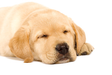 Image showing Sleeping Labrador