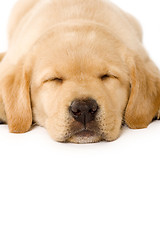 Image showing sleepy Puppy Labrador 