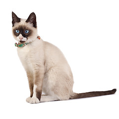 Image showing Siamese cat