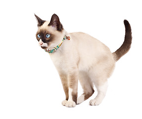 Image showing siamese cat