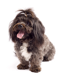 Image showing curious black bichon