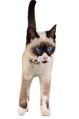 Image showing  Siamese cat 