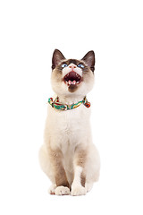 Image showing siamese cat looking up