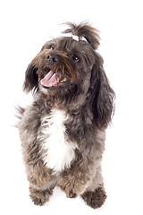 Image showing Havanese dog