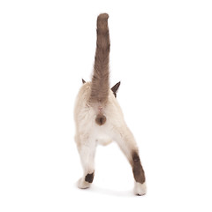 Image showing back of a male cat