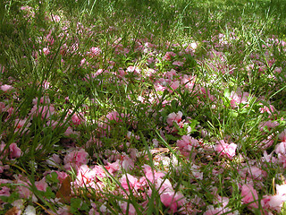 Image showing Spring Soil
